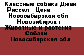 Классные собаки Джек Рассел › Цена ­ 30 000 - Новосибирская обл., Новосибирск г. Животные и растения » Собаки   . Новосибирская обл.